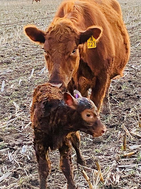 New calf